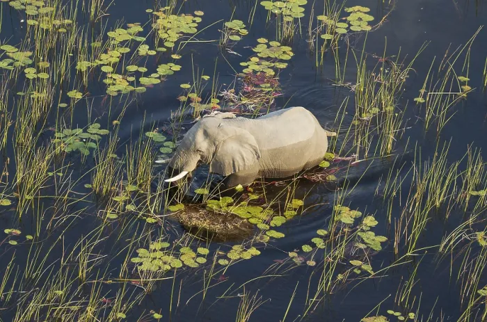 Framed Print : African Elephant (Loxodonta africana)