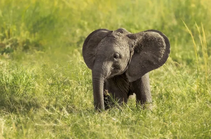 Framed Print : African Elephant (Loxodonta africana)