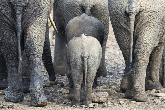 Framed Print : African elephant (Loxodonta africana) Framed Print : African elephant (Loxodonta africana)