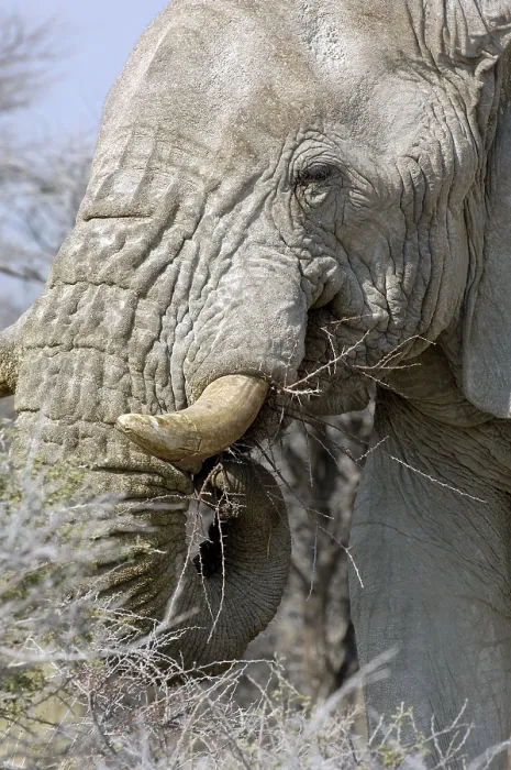 Framed Print : African elephant (Loxodonta africana) Framed Print : African elephant (Loxodonta africana)