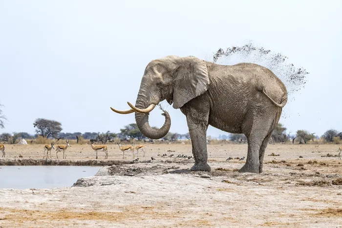 Framed Print : African elephant (Loxodonta africana) Framed Print : African elephant (Loxodonta africana)