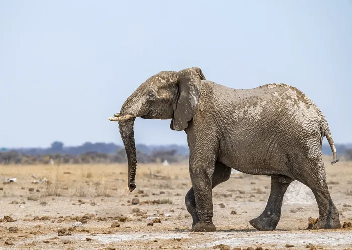 Framed Print : African elephant (Loxodonta africana)