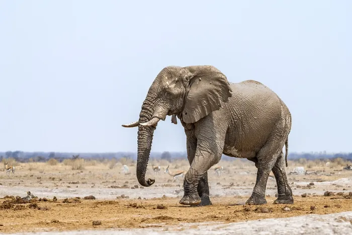 Framed Print : African elephant (Loxodonta africana)