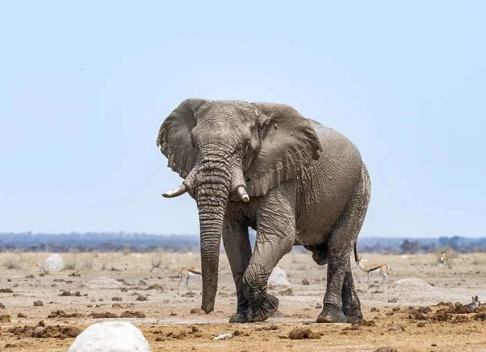 Framed Print : African elephant (Loxodonta africana)