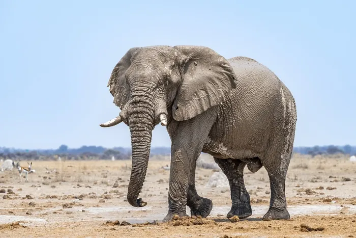 Framed Print : African elephant (Loxodonta africana)