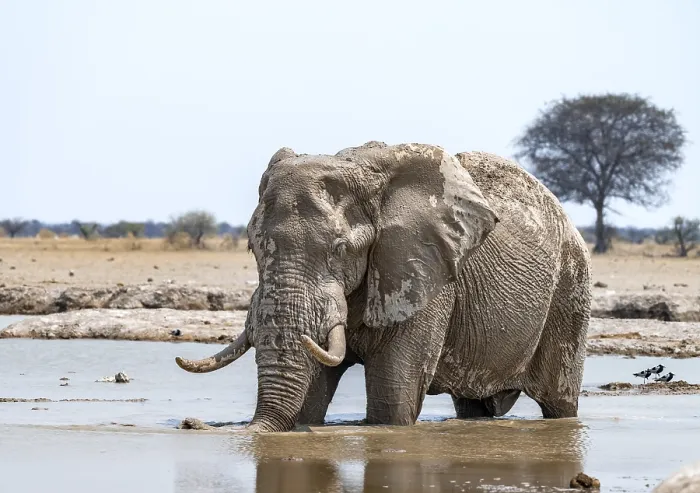 Framed Print : African elephant (Loxodonta africana)
