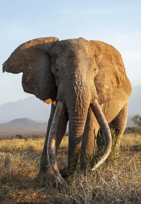 Framed Print : African elephant (Loxodonta africana) Framed Print : African elephant (Loxodonta africana)