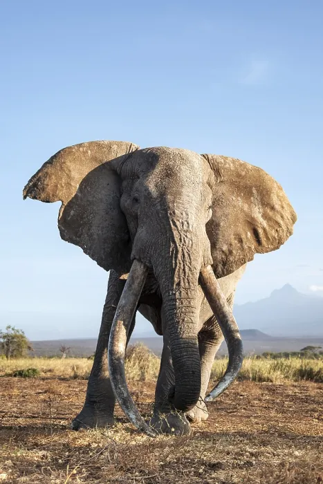 Framed Print : African elephant (Loxodonta africana)