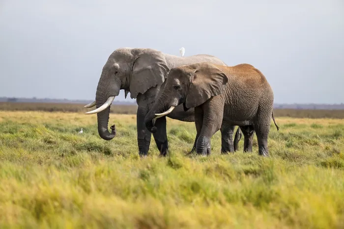 Framed Print : African elephant (Loxodonta africana)