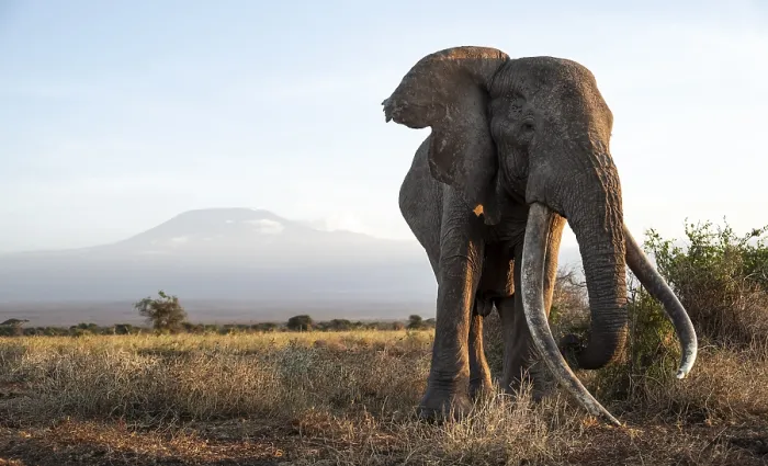Framed Print : African elephant (Loxodonta africana)