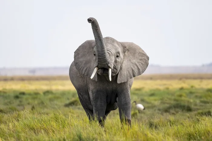 Framed Print : African elephant (Loxodonta africana)