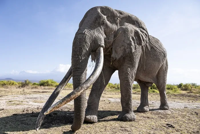 Framed Print : African elephant (Loxodonta africana)