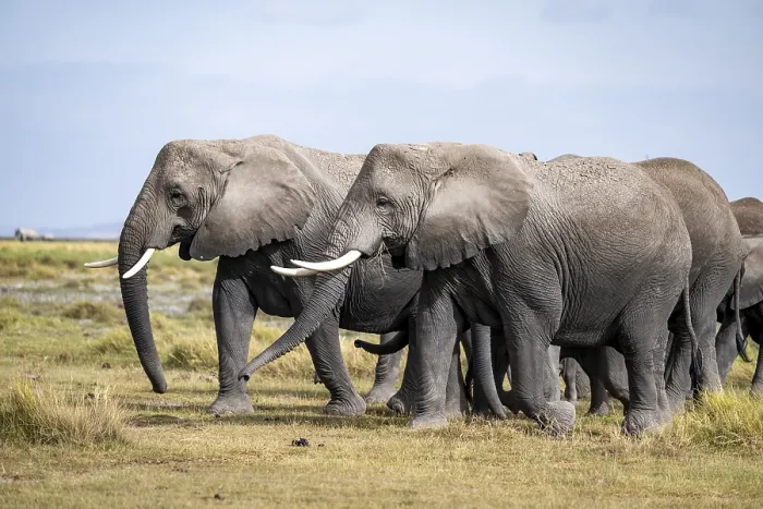 Framed Print : African elephant (Loxodonta africana)