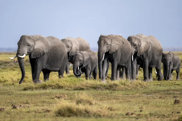 Framed Print : African elephant (Loxodonta africana) Framed Print : African elephant (Loxodonta africana)