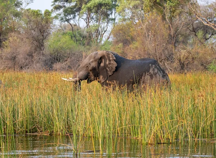 Framed Print : African elephant (Loxodonta africana)