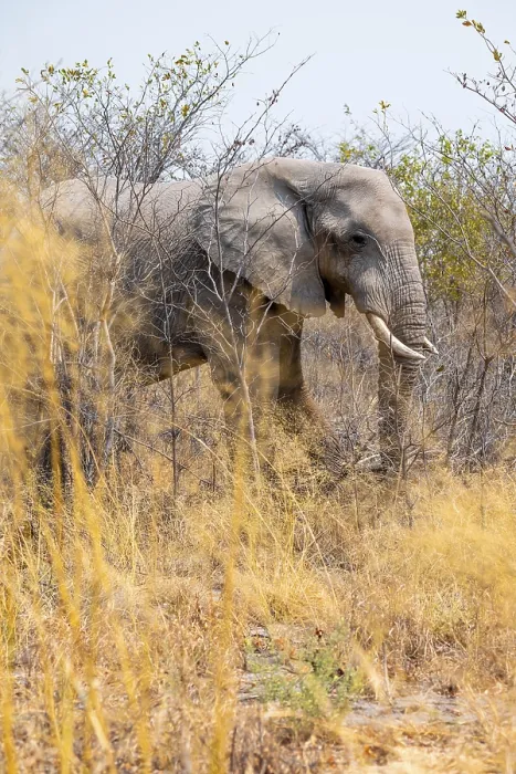 Framed Print : African elephant (Loxodonta africana) Framed Print : African elephant (Loxodonta africana)