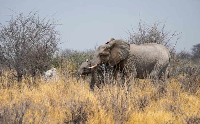 Framed Print : African elephant (Loxodonta africana) Framed Print : African elephant (Loxodonta africana)