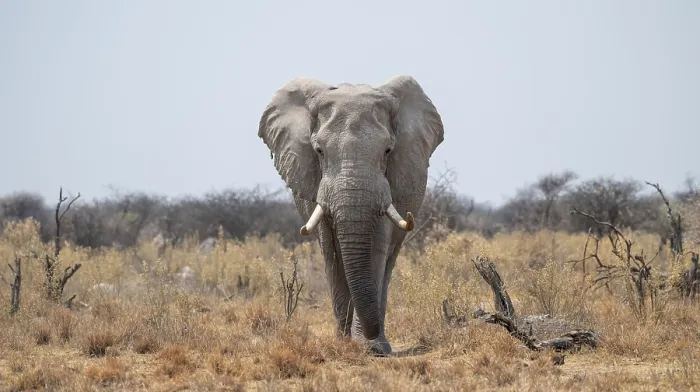 Framed Print : African elephant (Loxodonta africana) Framed Print : African elephant (Loxodonta africana)