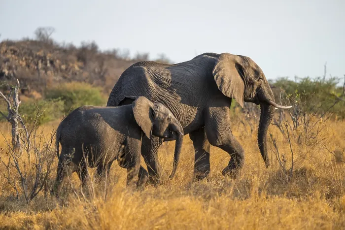 Framed Print : African elephant (Loxodonta africana)