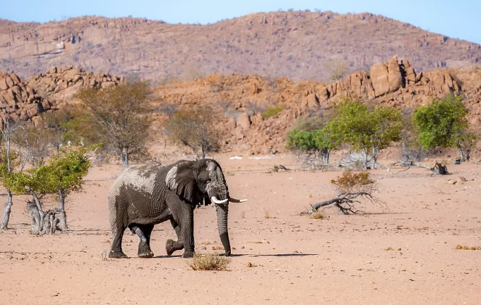 Framed Print : African elephant (Loxodonta africana) Framed Print : African elephant (Loxodonta africana)