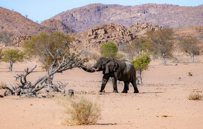 Framed Print : African elephant (Loxodonta africana)