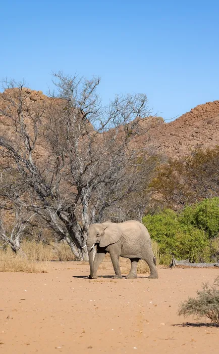 Framed Print : African elephant (Loxodonta africana)