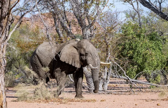 Framed Print : African elephant (Loxodonta africana)