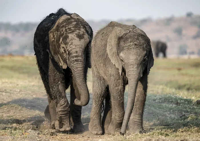 Framed Print : African elephant (Loxodonta africana)