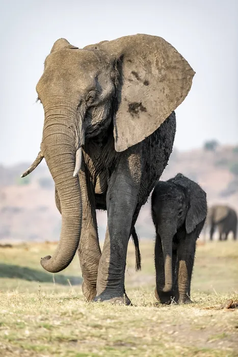 Framed Print : African elephant (Loxodonta africana)