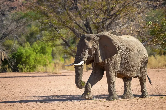 Framed Print : African elephant (Loxodonta africana)