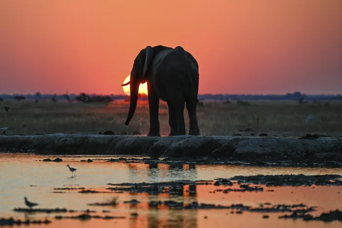 Framed Print : African elephant (Loxodonta africana)