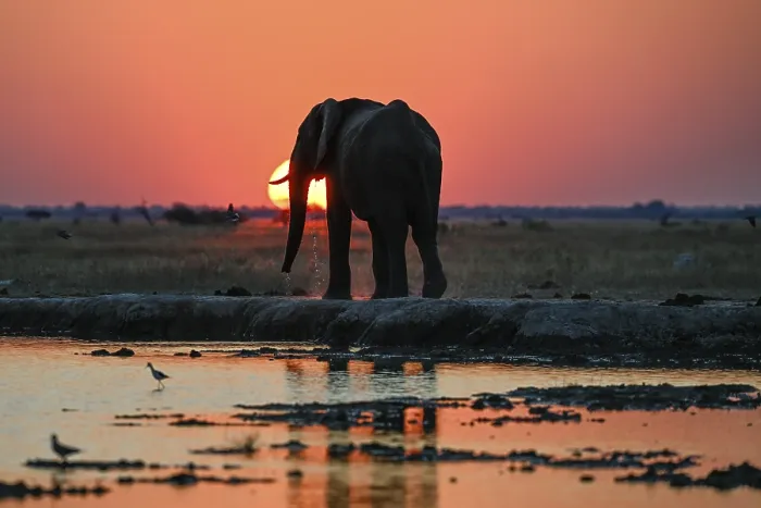 Framed Print : African elephant (Loxodonta africana)