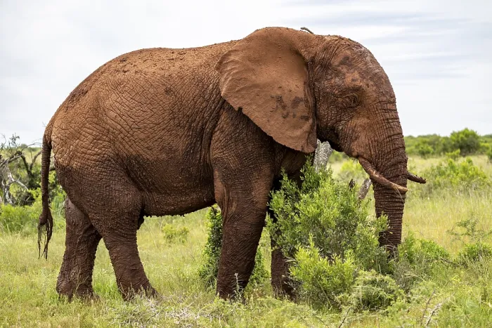 Framed Print : African elephant (Loxodonta africana) Framed Print : African elephant (Loxodonta africana)