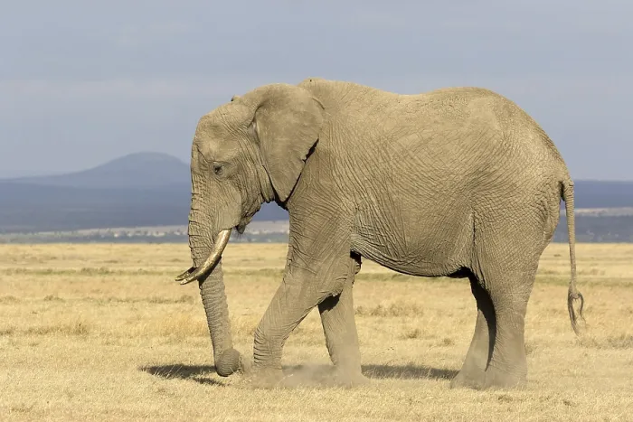 Framed Print : African Elephant (Loxodonta africana) adult