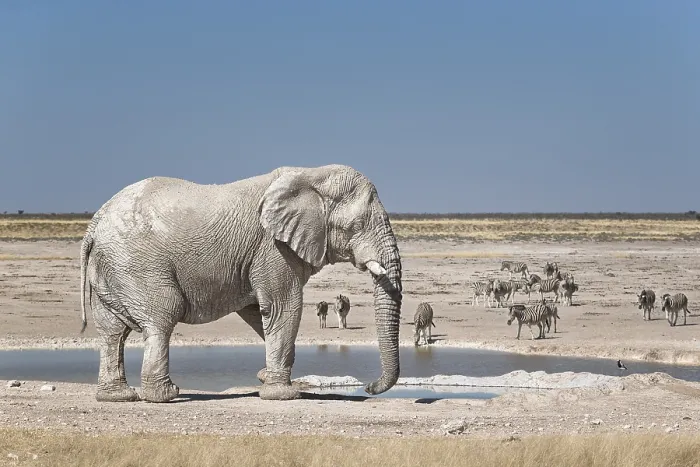 Framed Print : African Elephant (Loxodonta africana) bull in front of Newbroni waterhole Framed Print : African Elephant (Loxodonta africana) bull in front of Newbroni waterhole