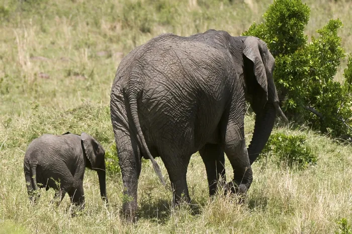 Framed Print : African Elephant (Loxodonta africana) and calf Framed Print : African Elephant (Loxodonta africana) and calf