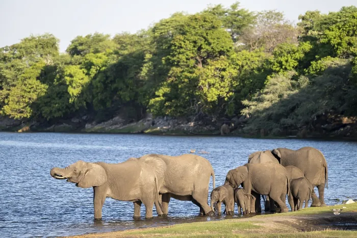 Framed Print : African elephant (Loxodonta africana) drinking in Chobe River Framed Print : African elephant (Loxodonta africana) drinking in Chobe River