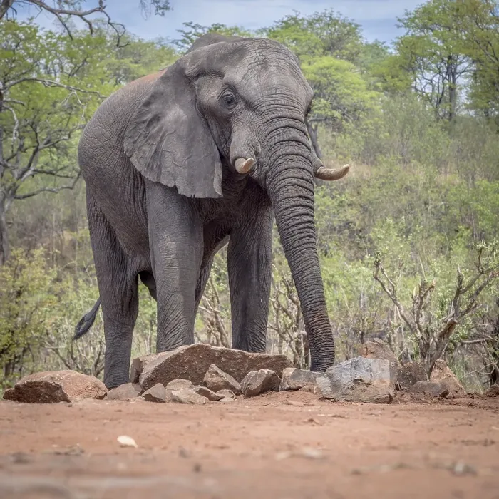 Framed Print : African Elephant (Loxodonta africana) drinking at a waterhole