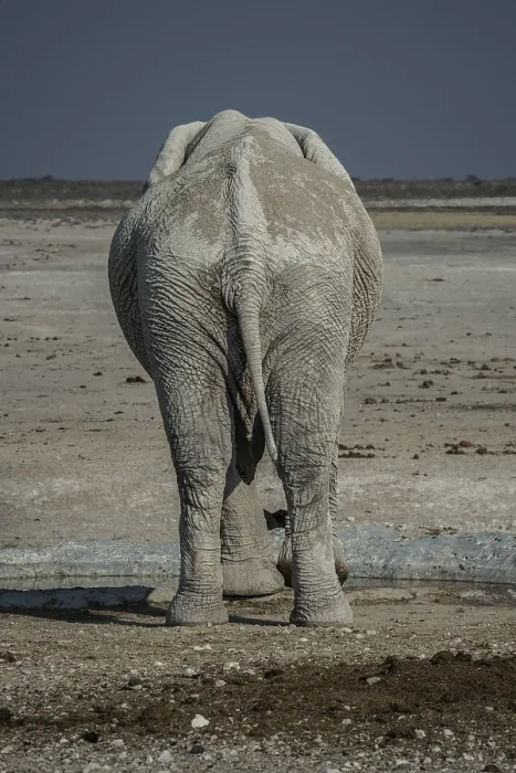 Framed Print : An African elephant (Loxodonta africana) drinking at a waterhole Framed Print : An African elephant (Loxodonta africana) drinking at a waterhole