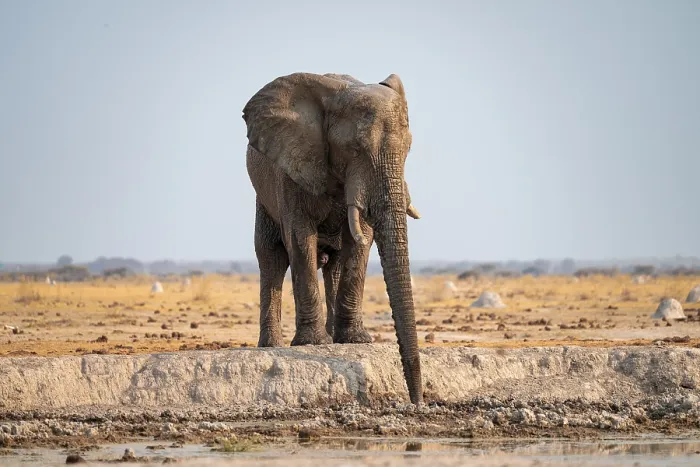Framed Print : African elephant (Loxodonta africana) drinking at waterhole Framed Print : African elephant (Loxodonta africana) drinking at waterhole