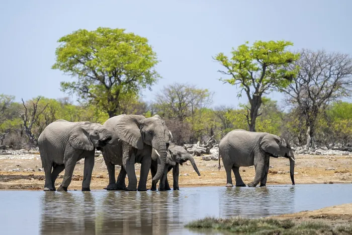 Framed Print : African elephant (Loxodonta africana) drinking at a watering hole