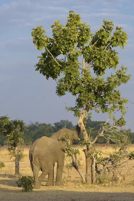 Framed Print : African elephant (Loxodonta africana) eating at the tree Framed Print : African elephant (Loxodonta africana) eating at the tree