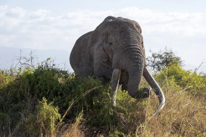 Framed Print : African elephant (Loxodonta africana) eats leaves Framed Print : African elephant (Loxodonta africana) eats leaves
