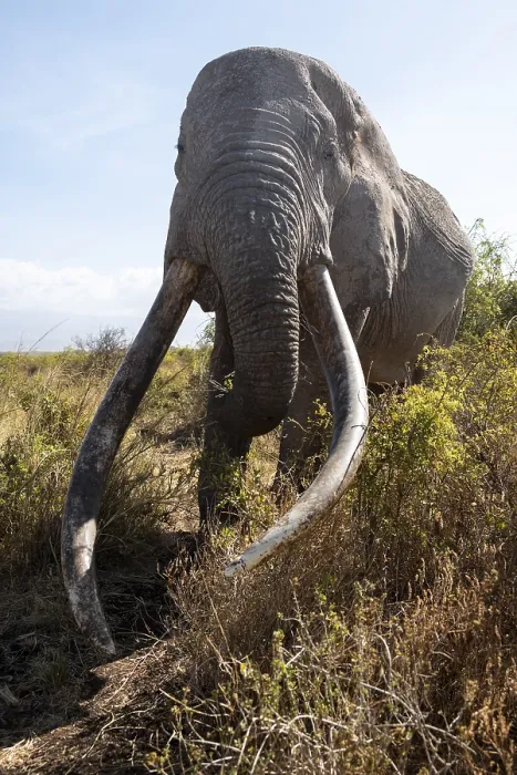 Framed Print : African elephant (Loxodonta africana) eats leaves