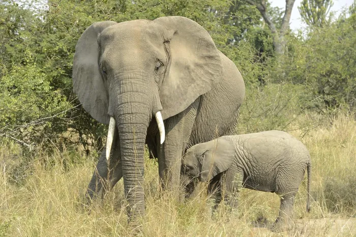 Framed Print : African elephant (Loxodonta africana) Elephant