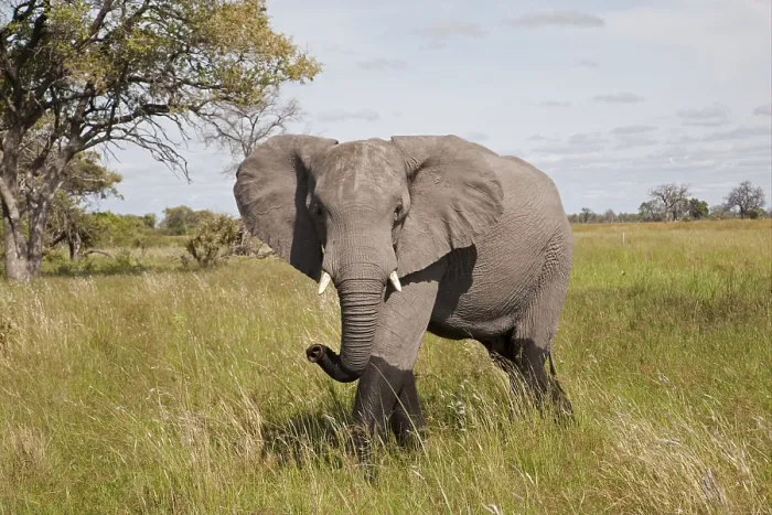 Framed Print : African elephant (Loxodonta africana) Elephant