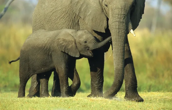 Framed Print : African elephant (Loxodonta africana) elephant Framed Print : African elephant (Loxodonta africana) elephant