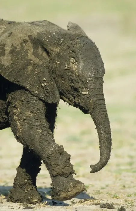 Framed Print : African elephant (Loxodonta africana) elephant elephants