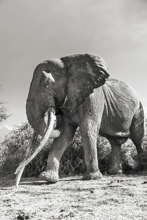 Framed Print : African elephant (Loxodonta africana) the famous Super Tusker elephant Craig