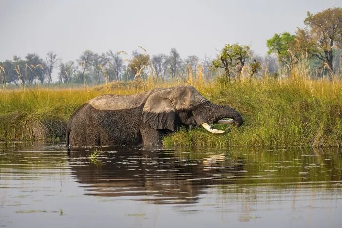 Framed Print : African elephant (Loxodonta africana) grazing in the swamp